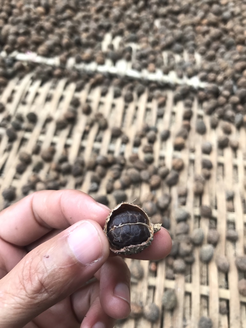 阳春砂仁