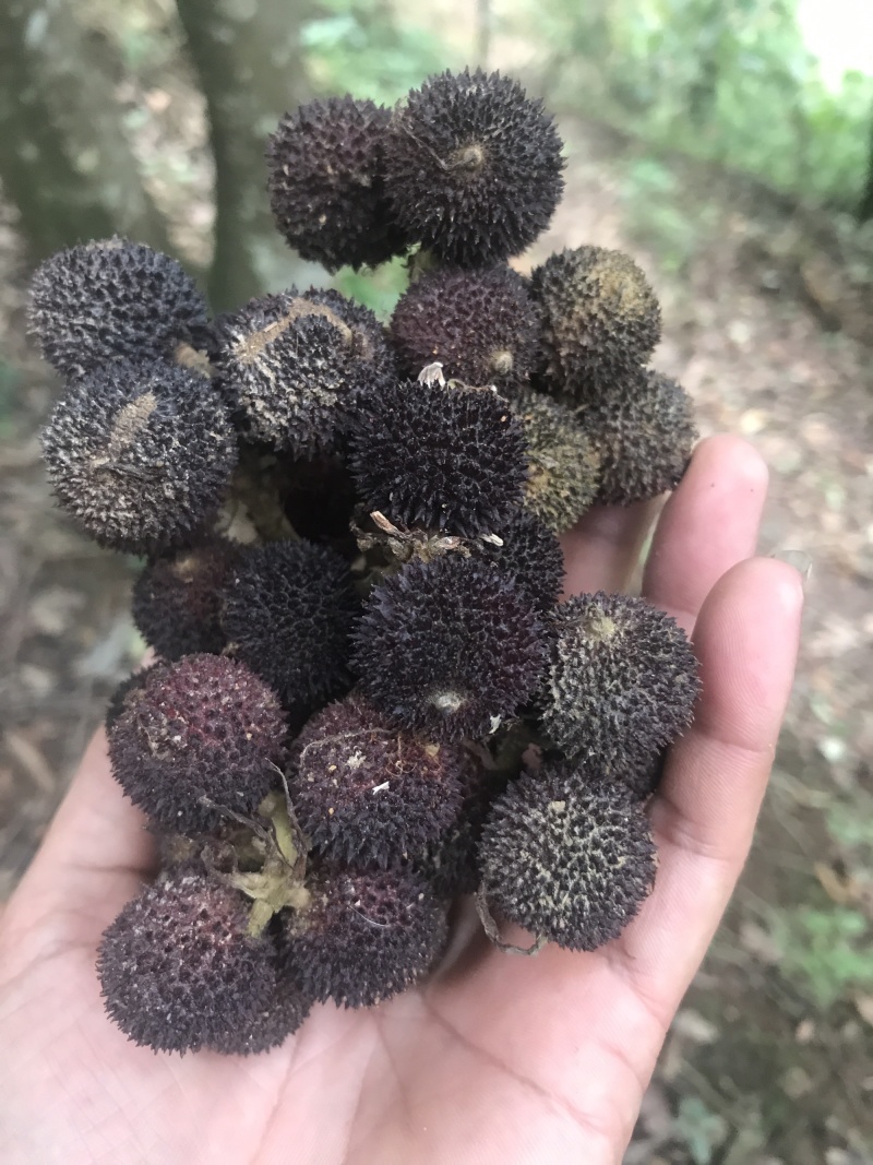 阳春砂仁