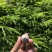 阳春砂仁