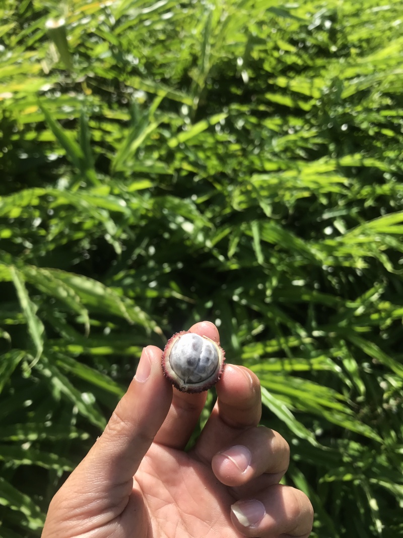阳春砂仁