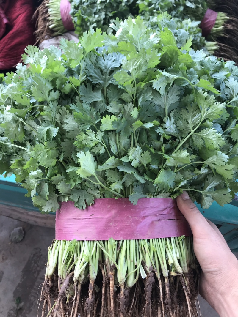 香菜、大叶香菜、大量现货、保证质量、诚信经营