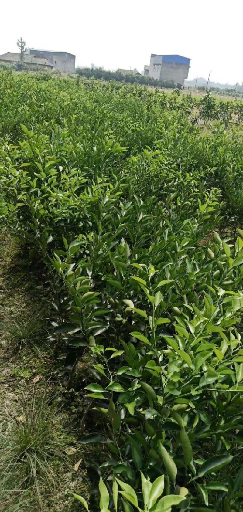 四川眉山大量出售明日见柑橘苗，可以视频看货