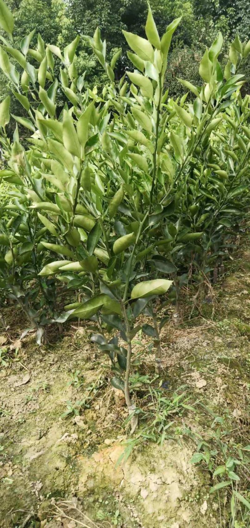 四川眉山大量出售明日见柑橘苗，可以视频看货
