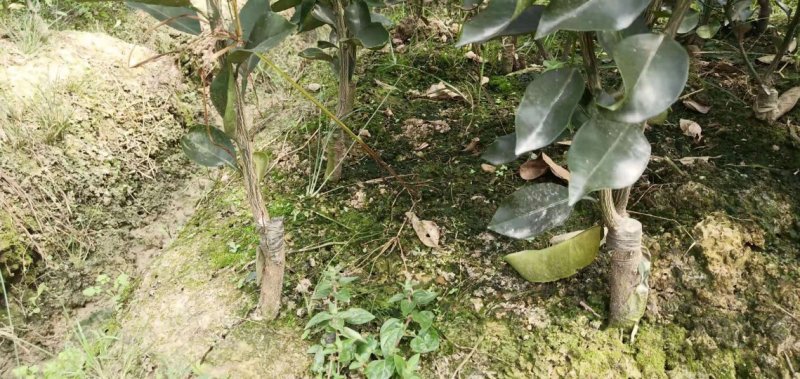 四川眉山大量出售明日见柑橘苗，可以视频看货