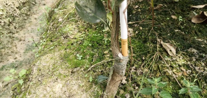 四川眉山大量出售明日见柑橘苗，可以视频看货