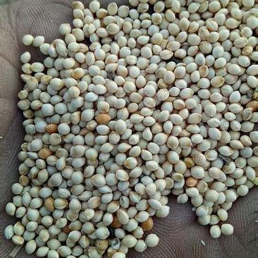 大白黍子大量供应，糯性强，大黄米