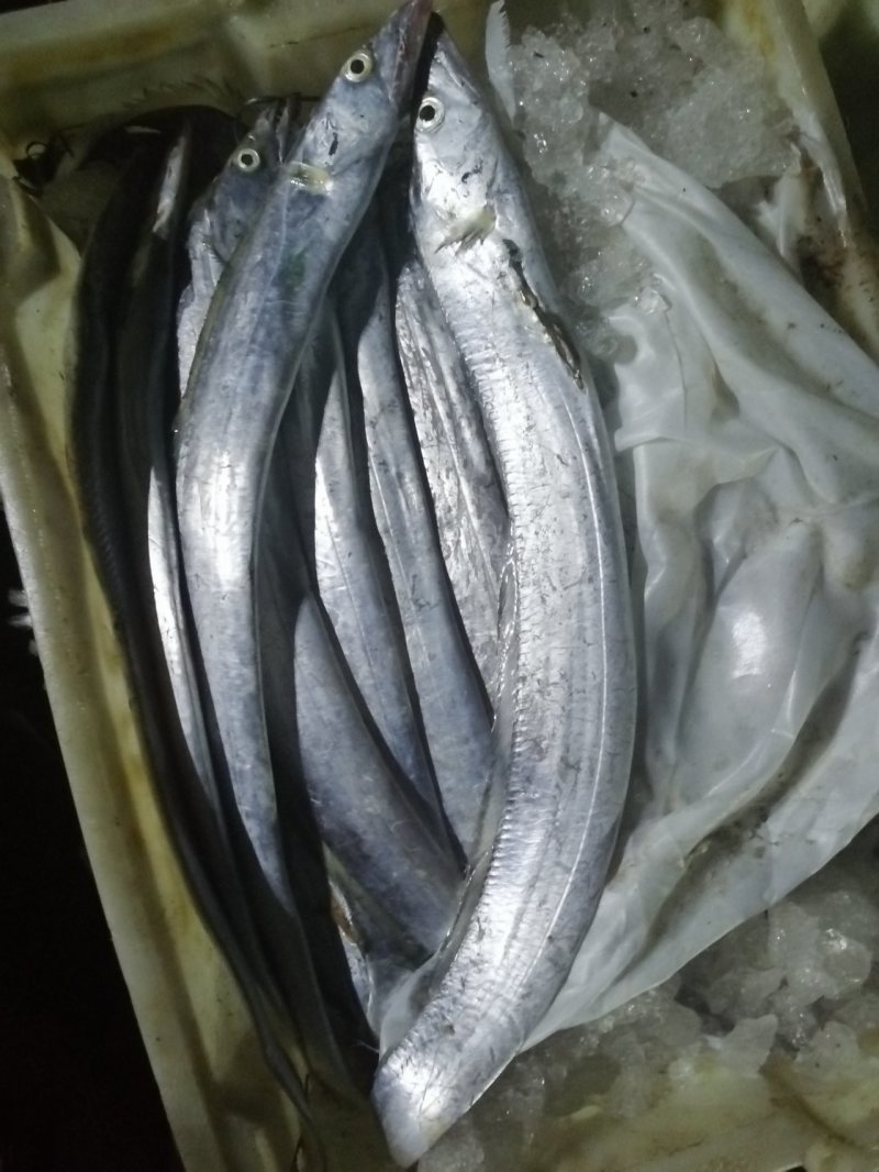 本地东海A带鲜度好一斤以下规格齐全
