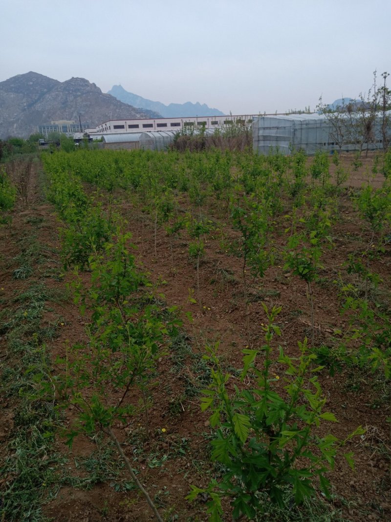 李子树