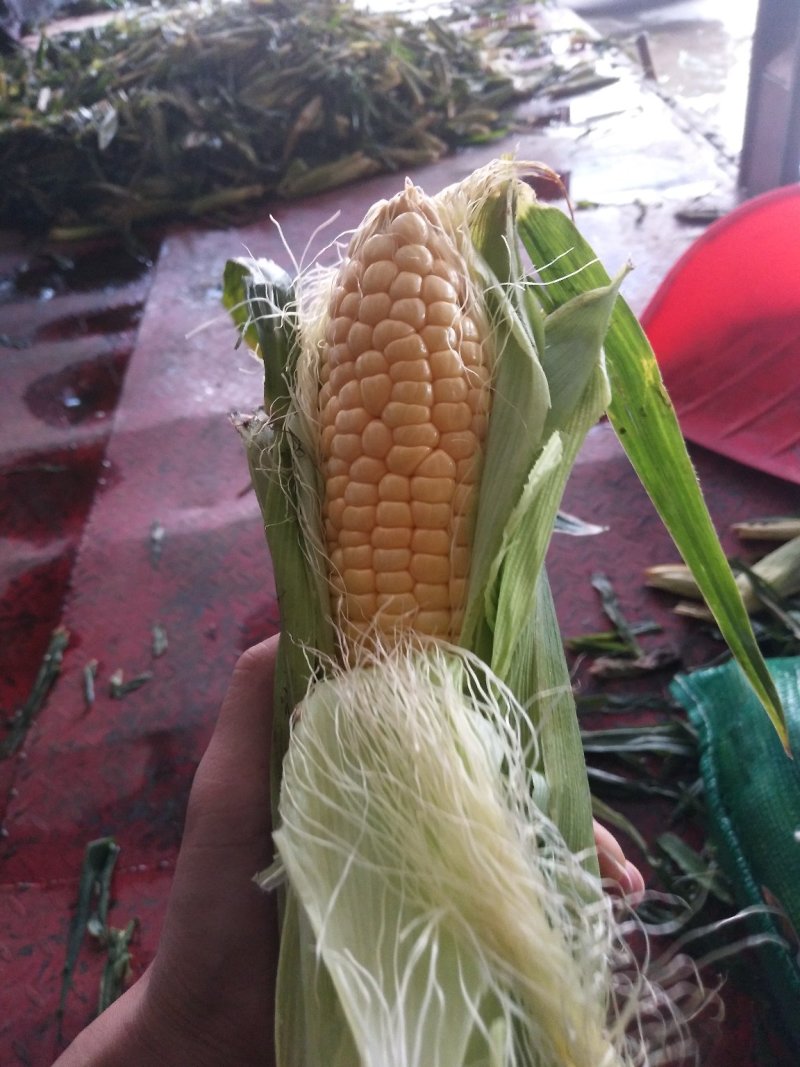 甜玉米精品400g以上，大量有货