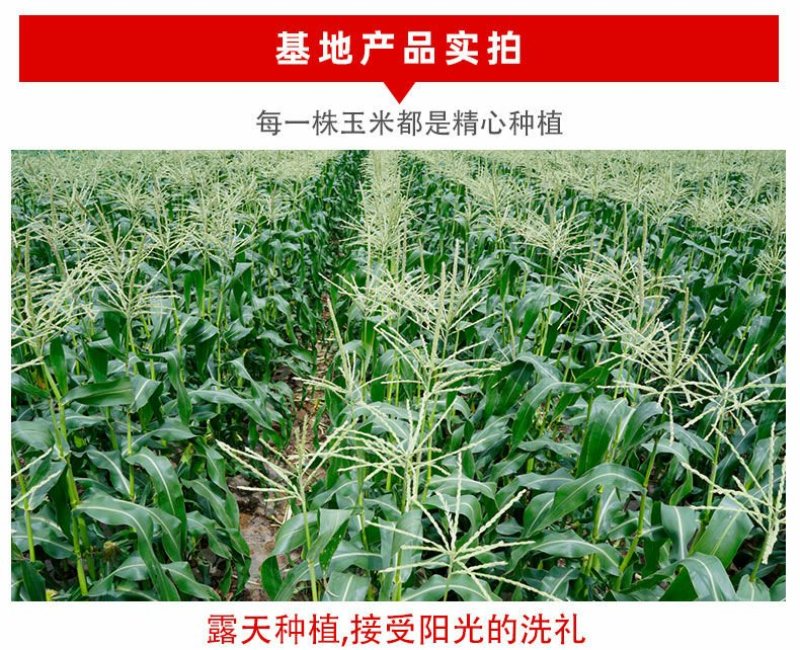 甜玉米精品400g以上，大量有货
