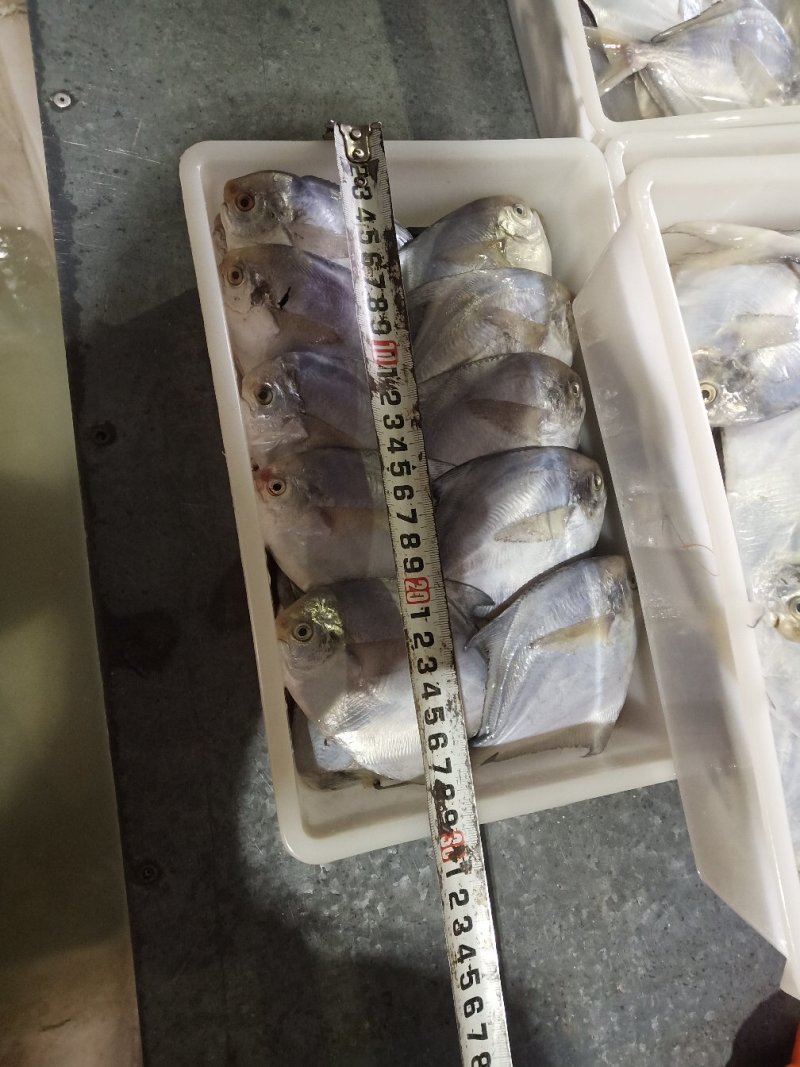 码头到工厂，东海白鲳，靓，买它买它，就是买它