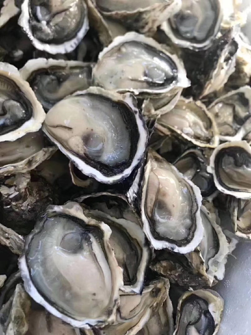 鲜活生蚝，家庭装，生蚝礼品装，深海生蚝，福建蚝量大从优