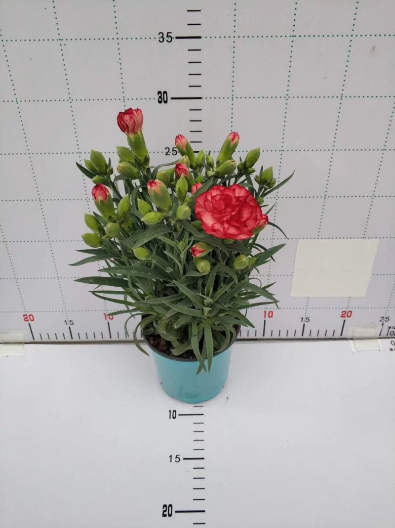 观赏盆栽康乃馨多色观花植物康乃馨盆景