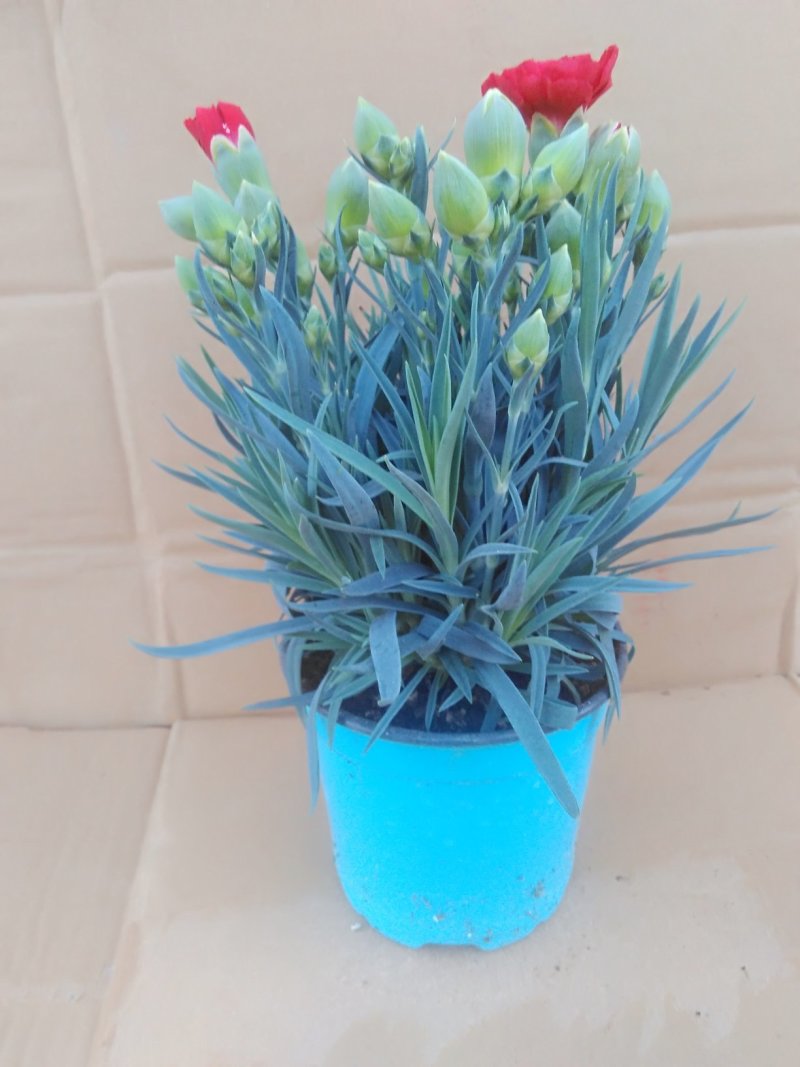 观赏盆栽康乃馨多色观花植物康乃馨盆景