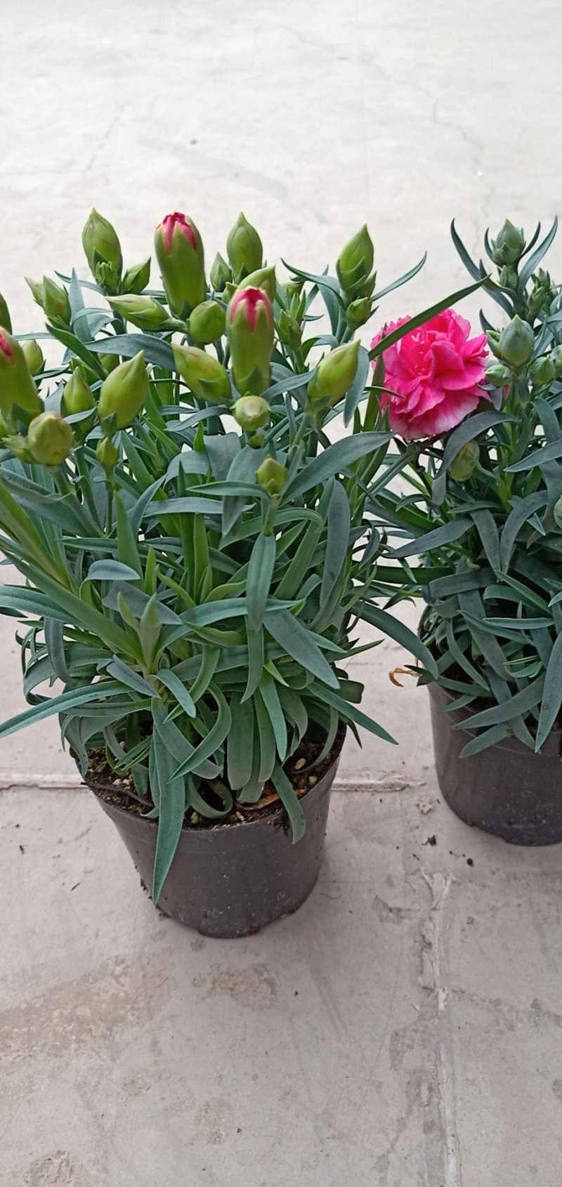 观赏盆栽康乃馨多色观花植物康乃馨盆景