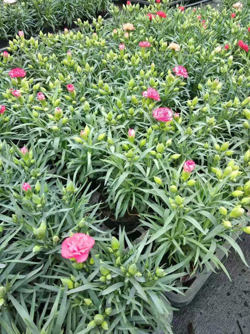 观赏盆栽康乃馨多色观花植物康乃馨盆景