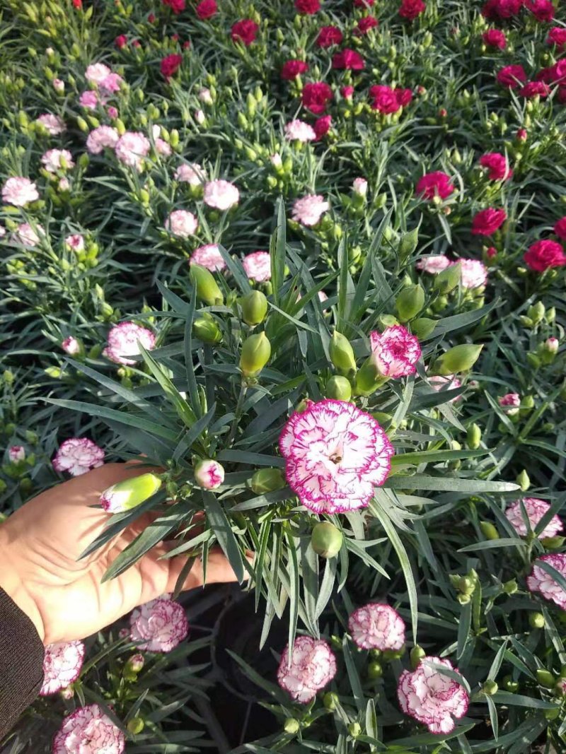 观赏盆栽康乃馨多色观花植物康乃馨盆景