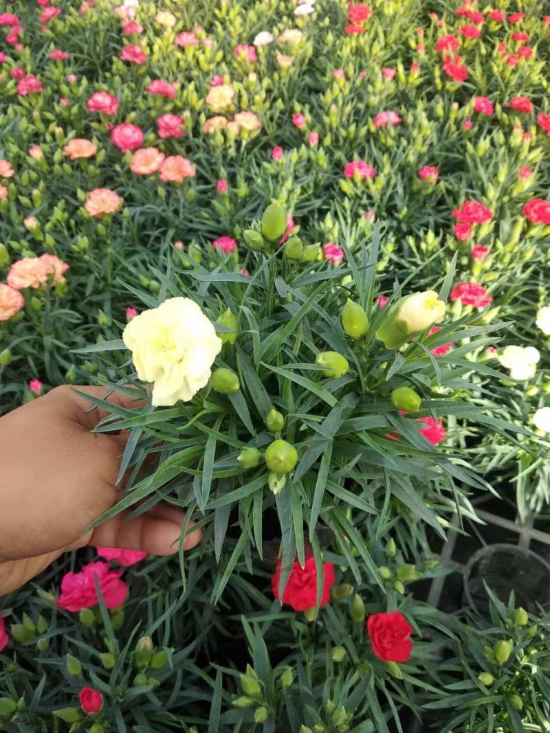 观赏盆栽康乃馨多色观花植物康乃馨盆景