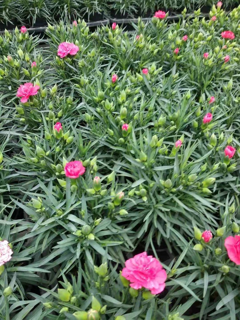 观赏盆栽康乃馨多色观花植物康乃馨盆景