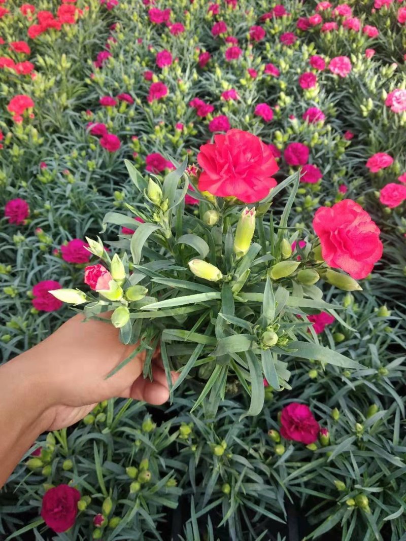 观赏盆栽康乃馨多色观花植物康乃馨盆景