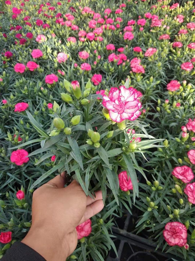 观赏盆栽康乃馨多色观花植物康乃馨盆景