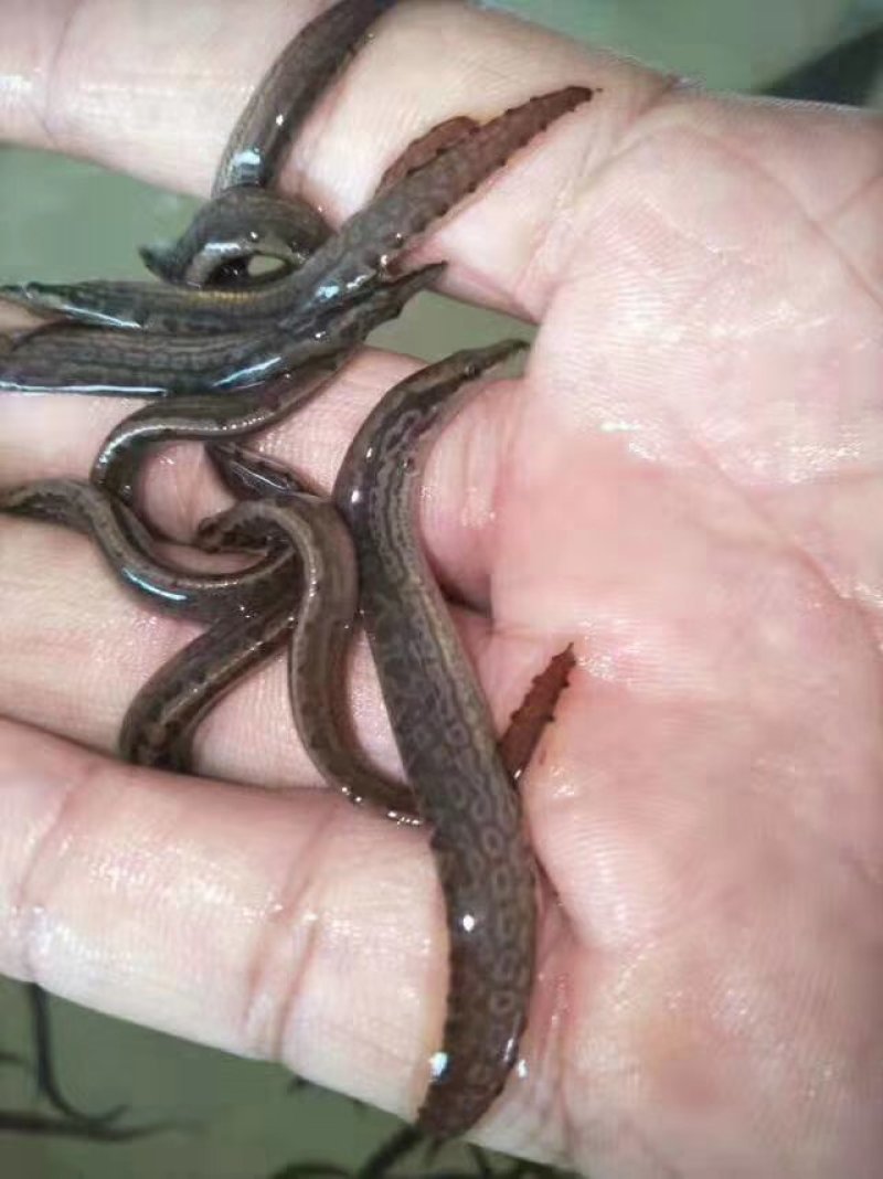 海南出售各种鱼苗