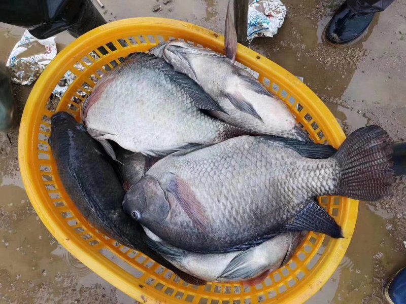 海南出售各种鱼苗
