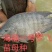 海南出售各种鱼苗