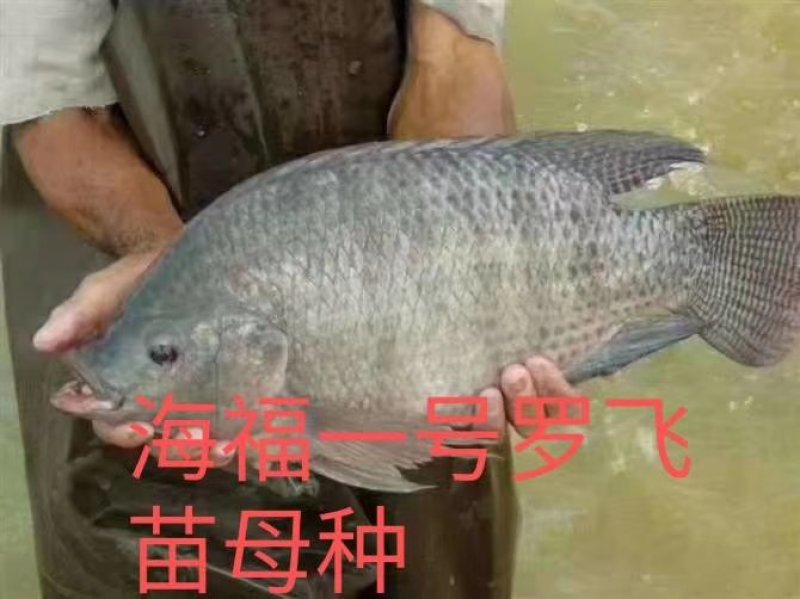海南出售各种鱼苗