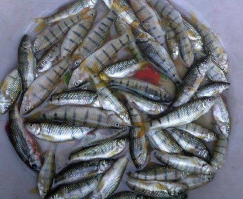 海南出售各种鱼苗