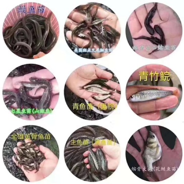 海南出售各种鱼苗