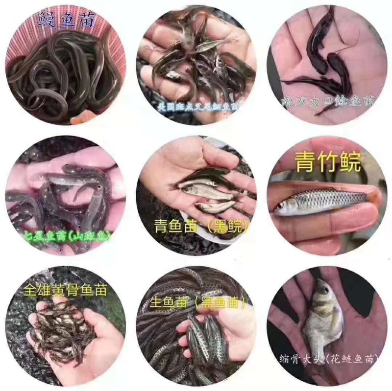 海南出售各种鱼苗