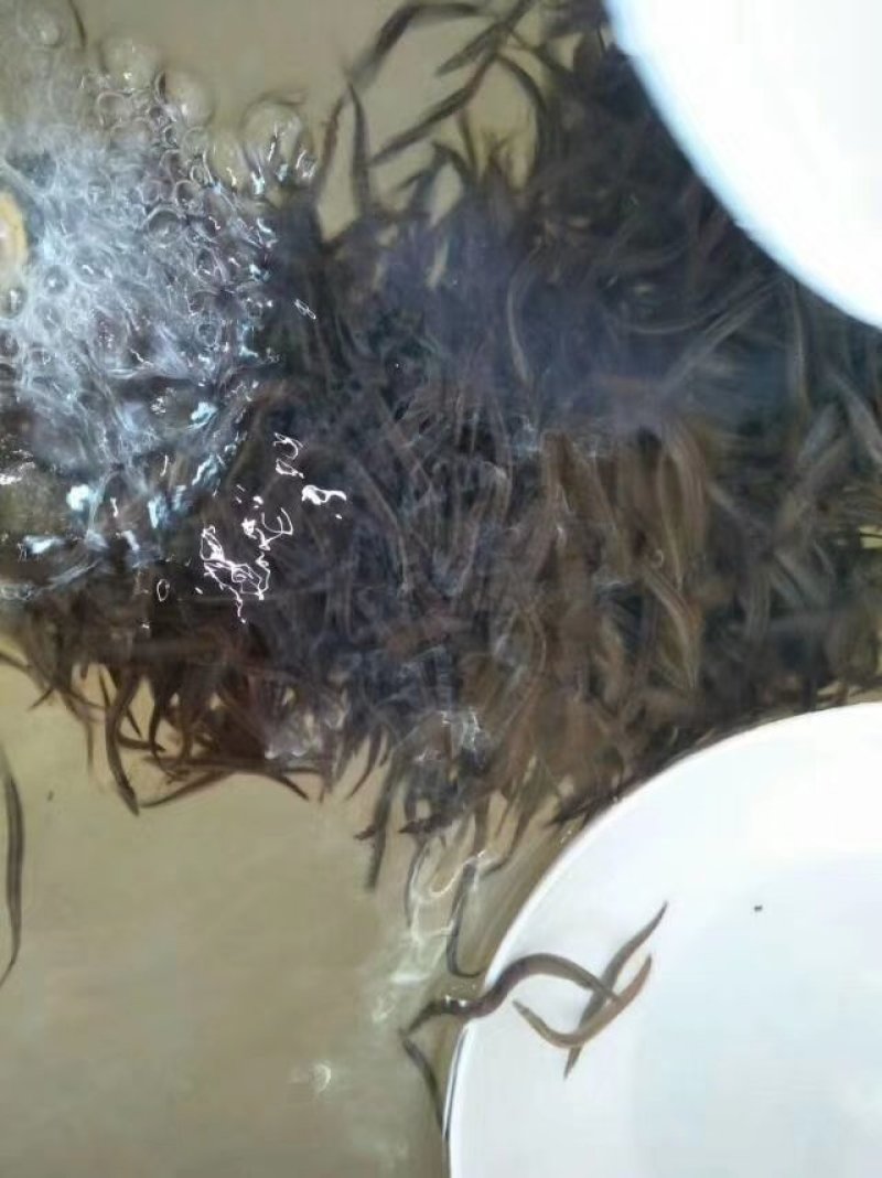 海南出售各种鱼苗