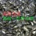 海南出售各种鱼苗