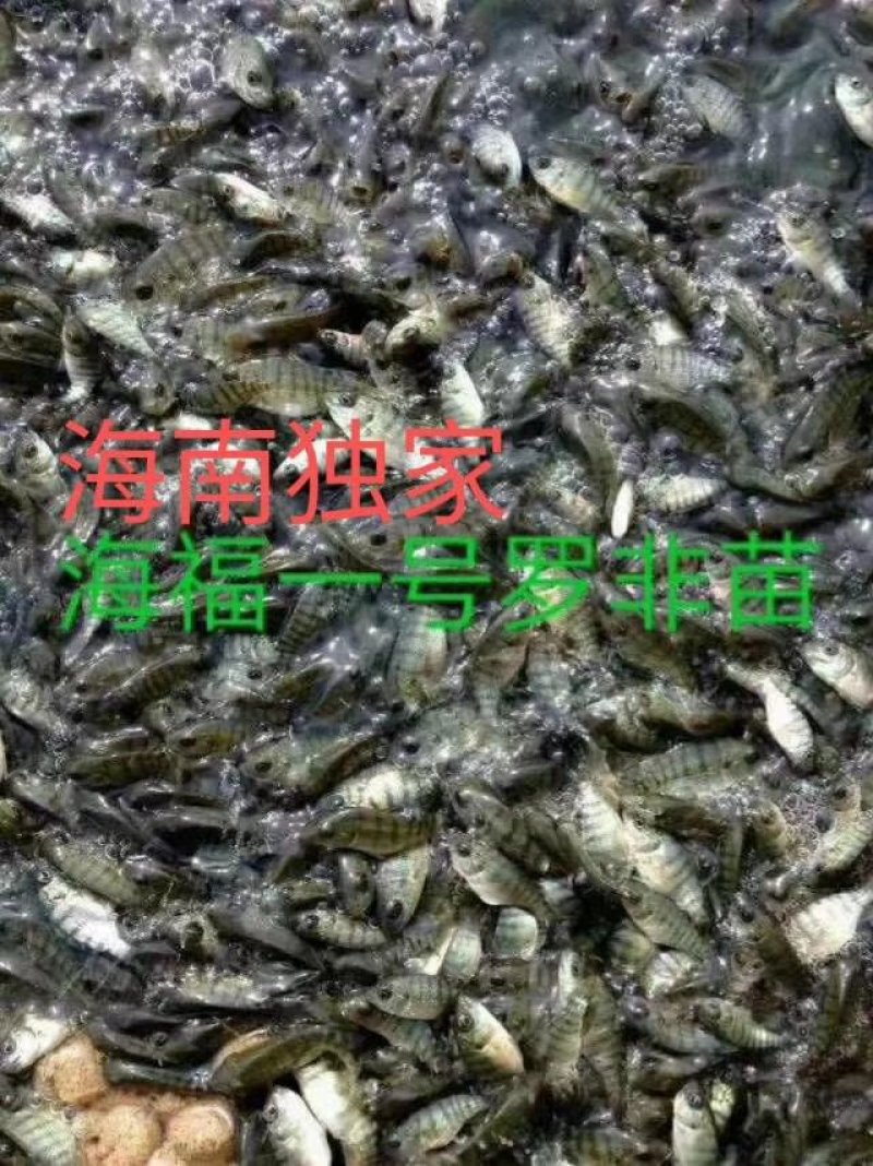 海南出售各种鱼苗