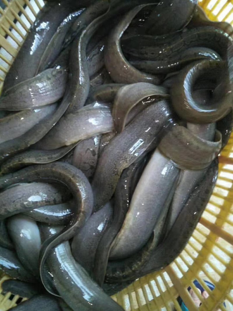 海南出售各种鱼苗