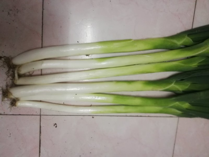 长白大葱大量上市