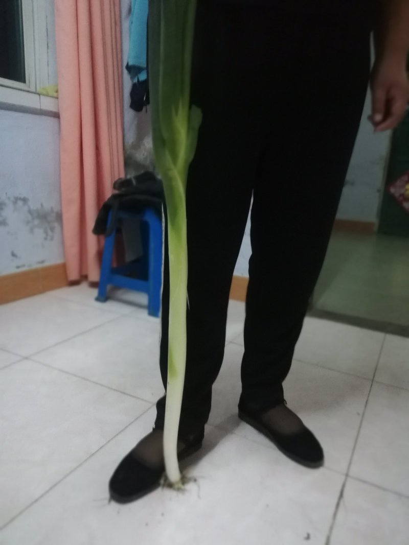 长白大葱大量上市