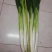 长白大葱大量上市