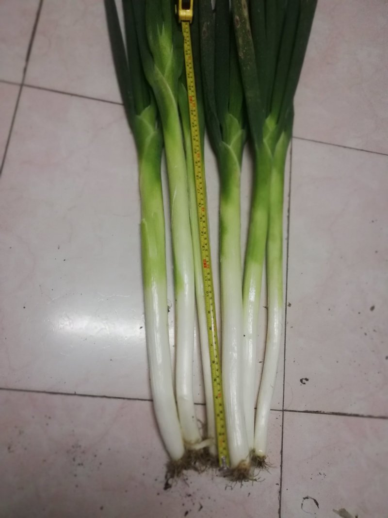 长白大葱大量上市