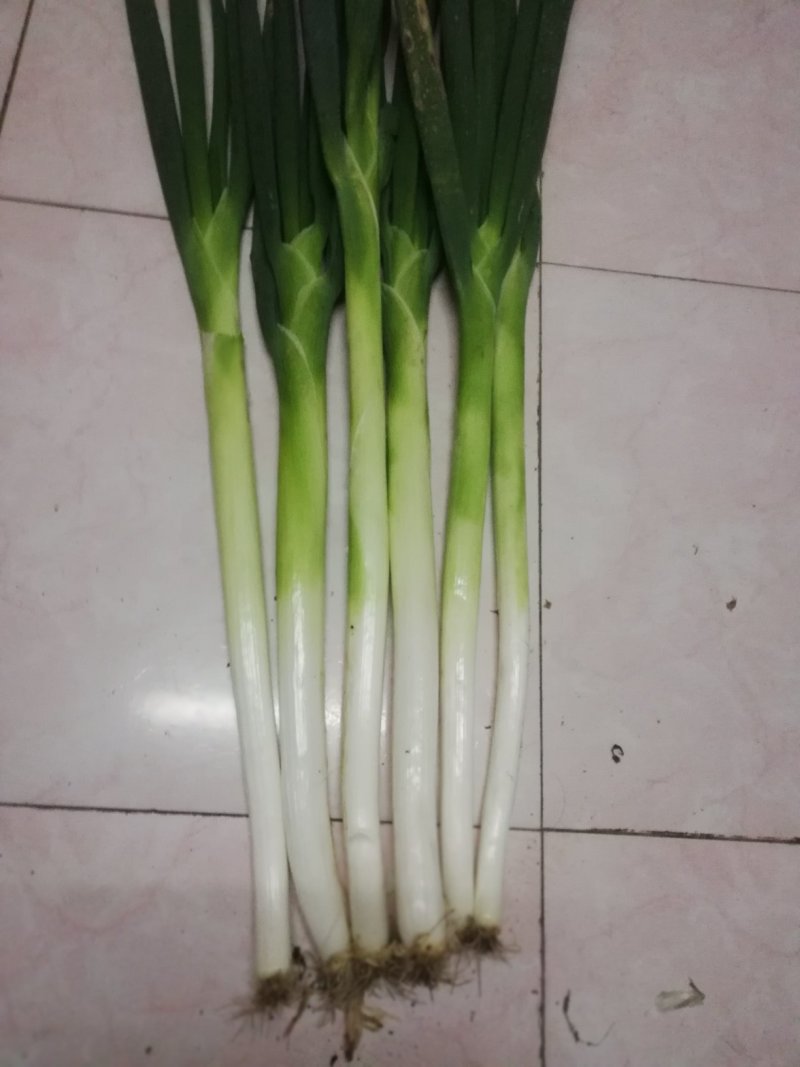 长白大葱大量上市