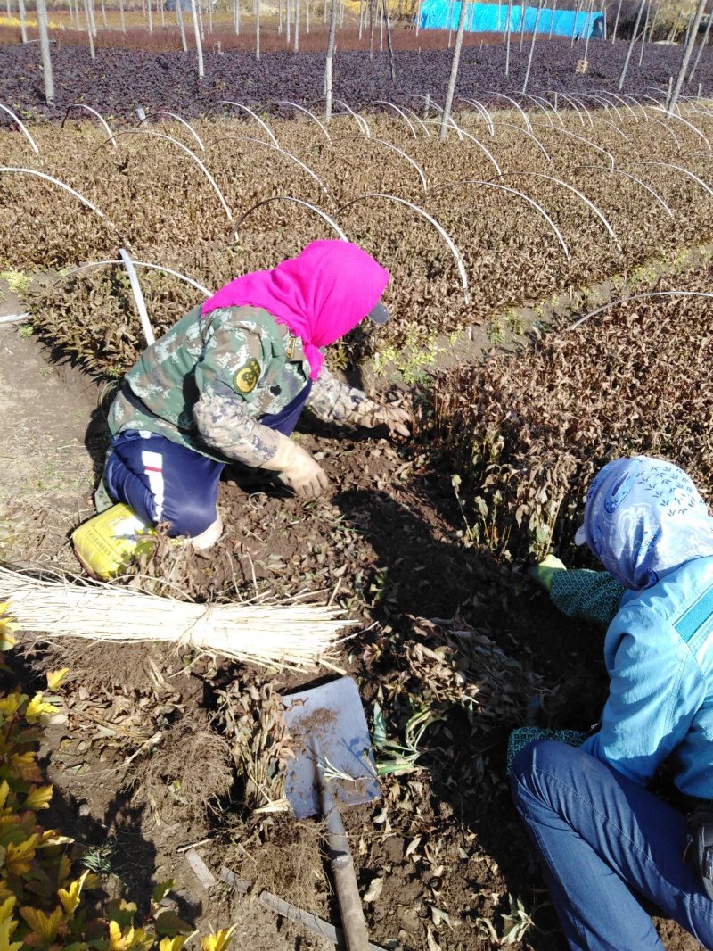 红王子锦带小苗裸根上车价红王子锦带工基地现挖现发