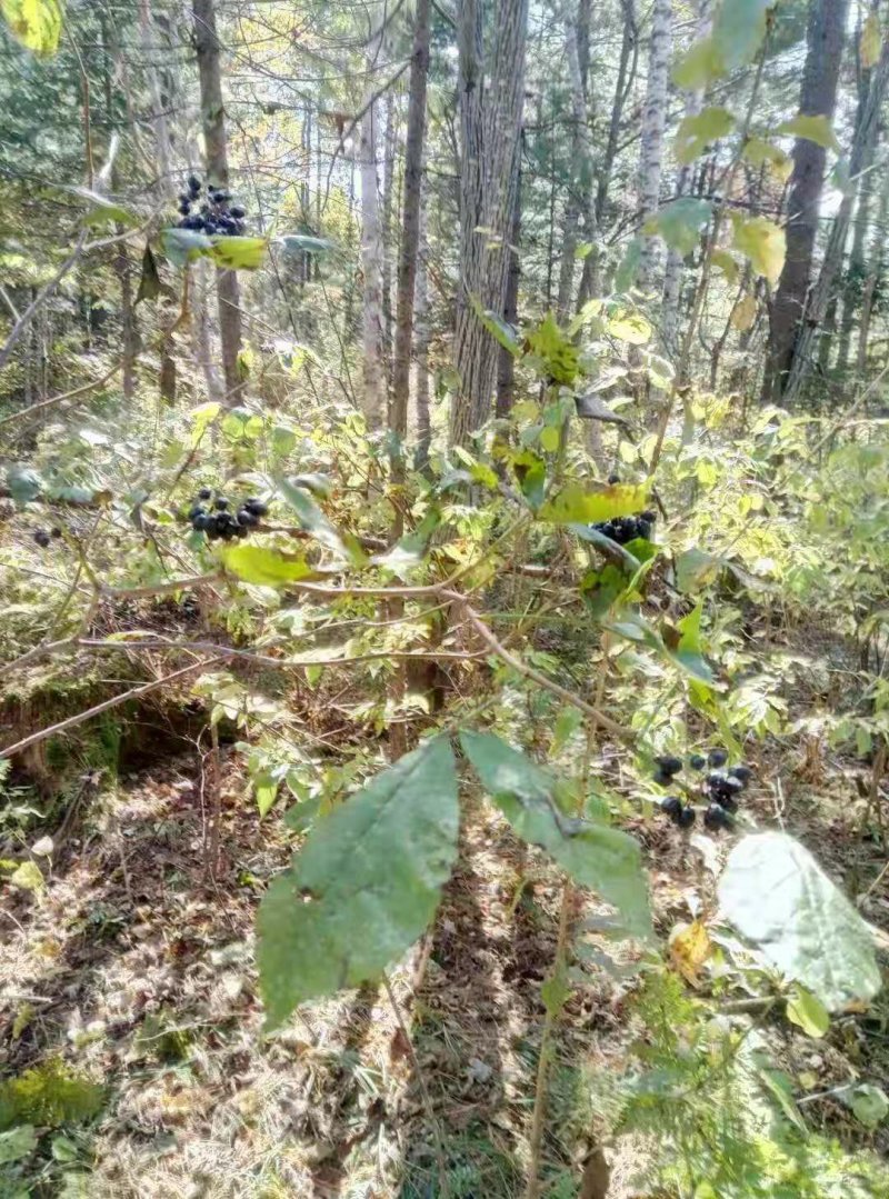收售长梗刺五加鲜果能做种子的，只要鲜果，