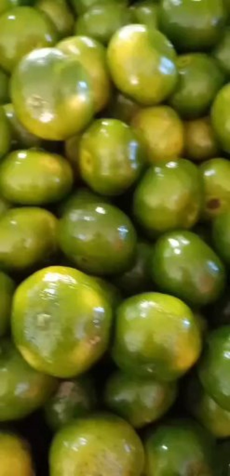 柑橘类