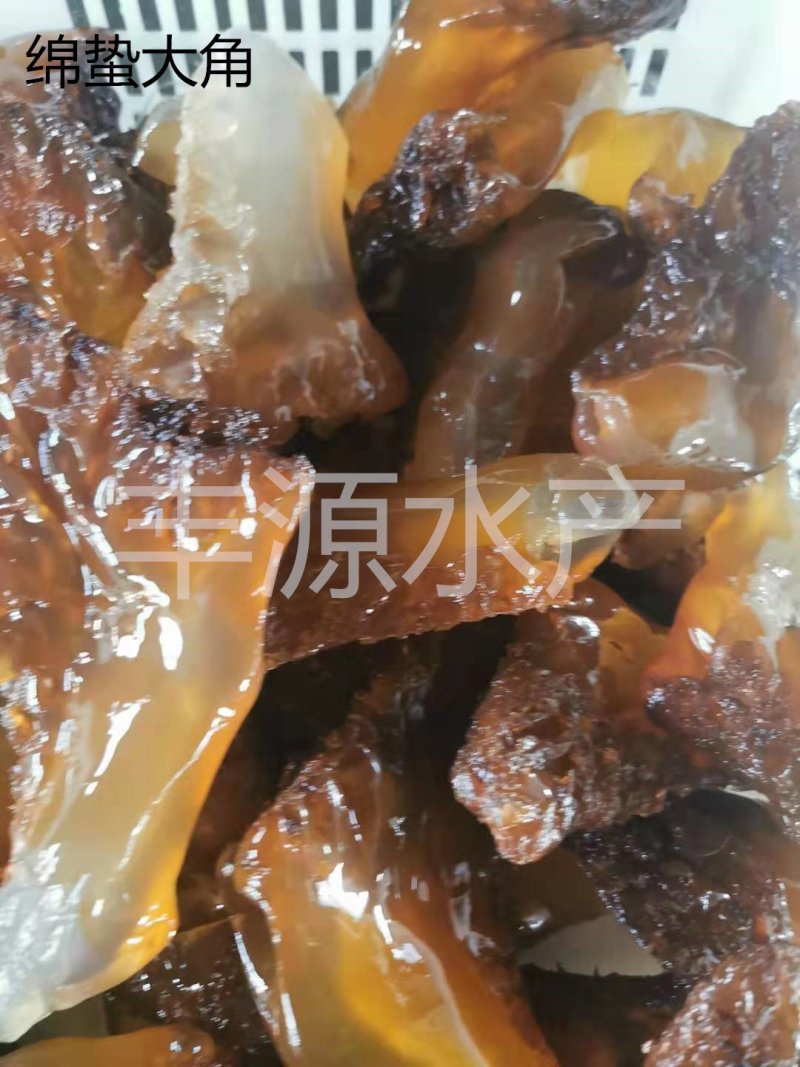 黄海绵蜇绵蜇头绵蜇大角绵蜇
