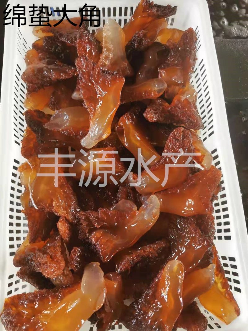 黄海绵蜇绵蜇头绵蜇大角绵蜇