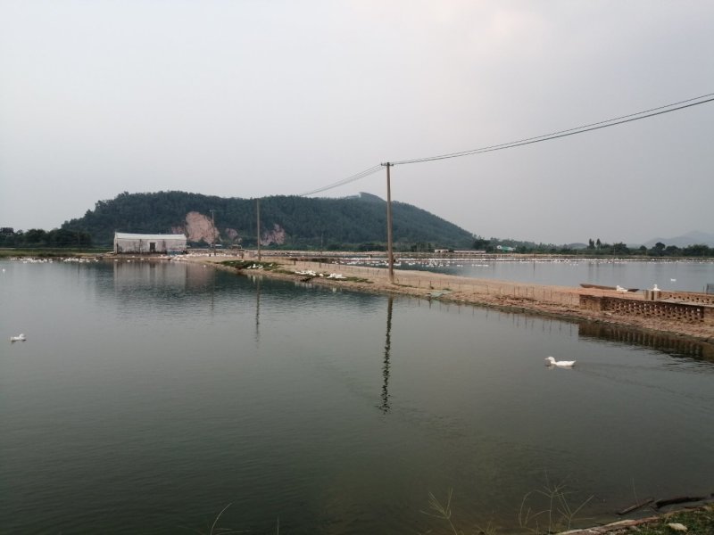 500亩鸡鸭鹅养殖场出租