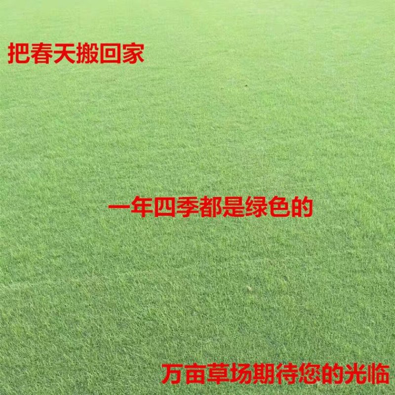 草坪，草皮，结缕草，一手货源，没有中间商赚差价