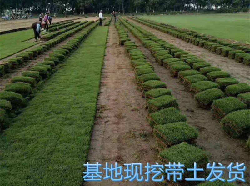 草坪，草皮，结缕草，一手货源，没有中间商赚差价
