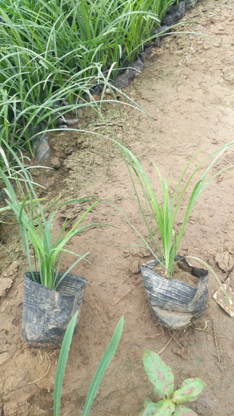 狼尾草基地直供大量有货